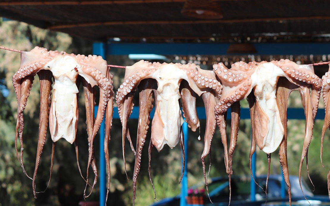 Drying octopus